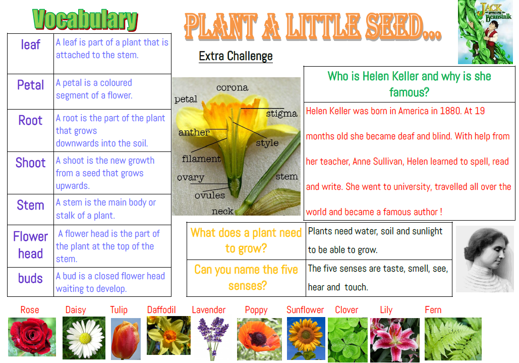 Plant a little seed knowledge organiser