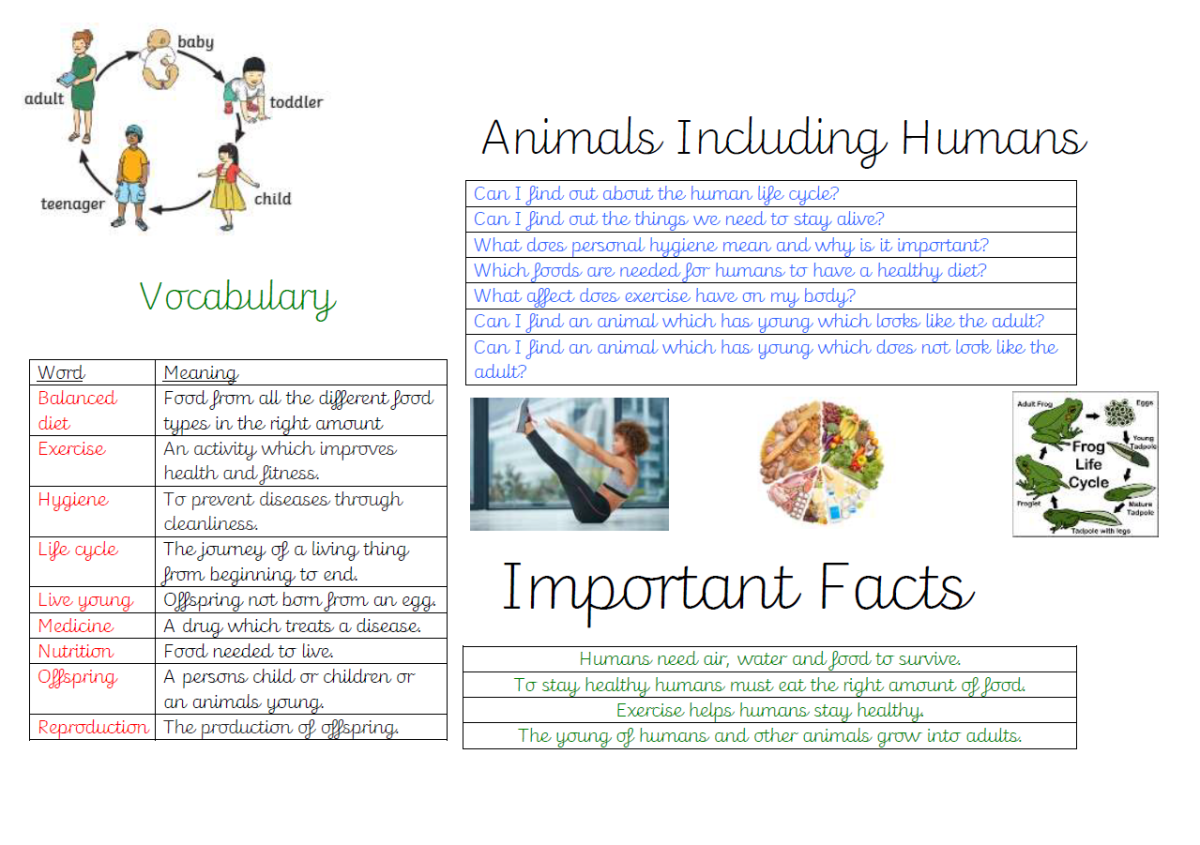Animals including humans KO